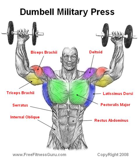 Overhead Press Muscles Used