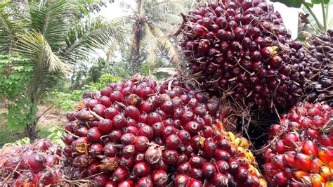 Nasib Petani Sawit, Datang COVID-19 Makin Terhimpit - Mongabay.co.id