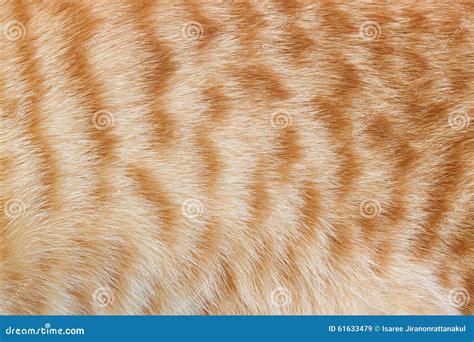 Cat Fur Texture Stock Photography | CartoonDealer.com #11161412