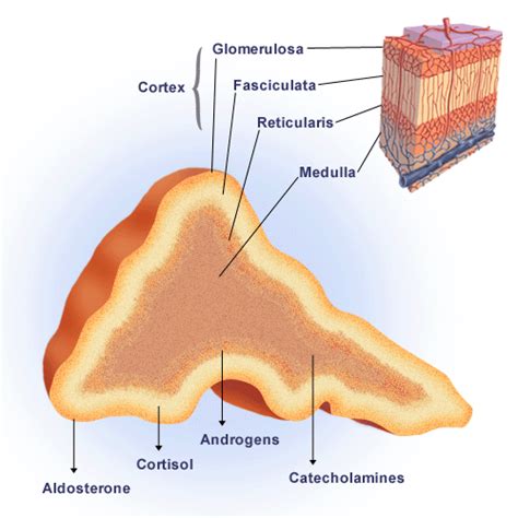 In Brief: The Adrenal Glands and ME