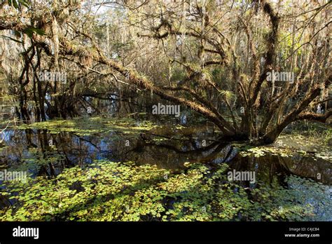 Bald cypress trees in Florida swamp, Everglades, Big Cypress National ...