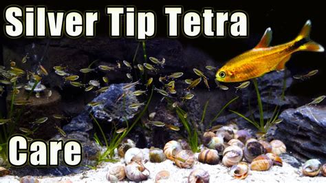 A Hardy Tetra! Silver Tip Tetra Care and Breeding - YouTube