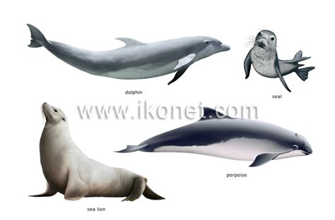 animal kingdom > marine mammals > examples of marine mammals image ...