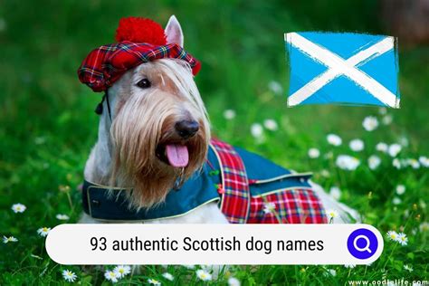 93 Authentic Scottish Dog Names (Actually GOOD Puppy Names) - Oodle Life