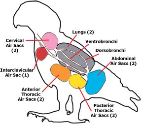 What Is Aspergillosis In Bird's And How Does It Affect Your Parrot's R