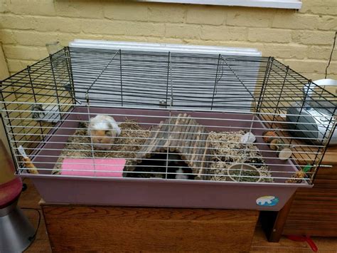 2 male guinea pigs + cage and accessories | in Crowthorne, Berkshire ...