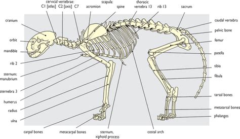 CAT: COMPARATIVE ASPECTS | Veterian Key