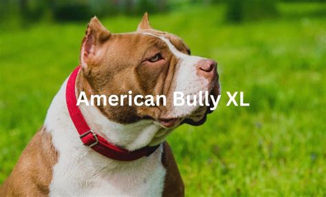 American Bully Xl How Big