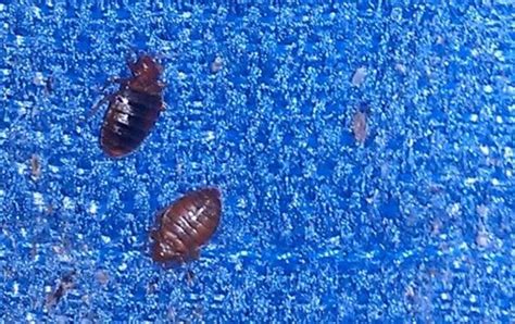 Pictures Of Bugs That Look Like Bed Bugs But Arent