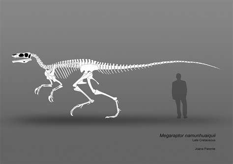 Megaraptor Skeleton