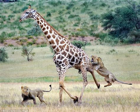 Giraffe Fight Lion