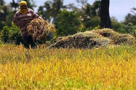 Philippines expects record palay output this year | Philstar.com