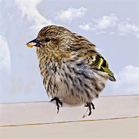 Small Bird Eating Seed Photograph by Susan Leggett - Fine Art America