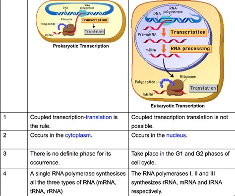 Eukaryotes Vs Prokaryotes Examples