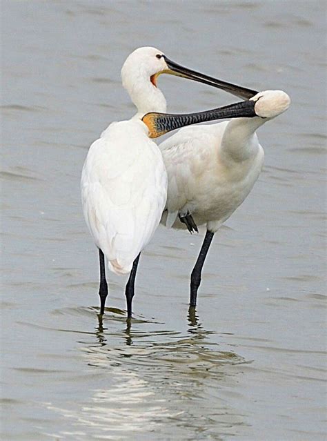 Spoonbill | Beautiful birds, Nature conservation, Big bird