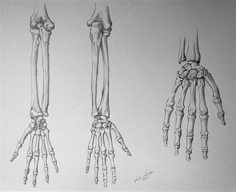 Bones of the Body - Video Lesson in Drawing Academy Course | Drawing Academy