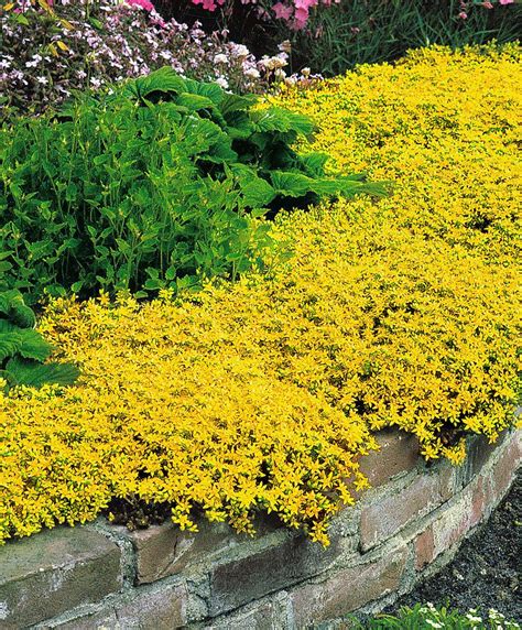 Stonecrop in 2 Colours | Bakker.com | Ground cover plants, Yellow perennials, Yellow plants