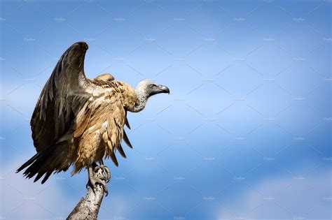 White-backed vulture perched | Animal Stock Photos ~ Creative Market