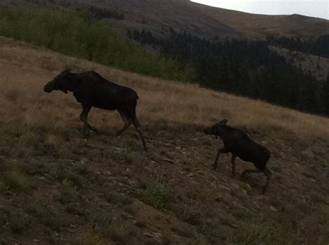 Moose Momma and Moose Baby | Summit Mountain Rentals