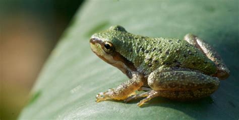 All About Amphibians | Burke Museum