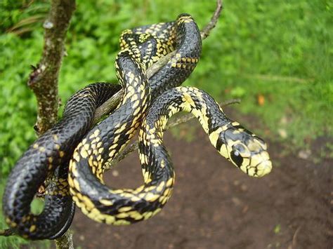 Cobras Serpentes: Caninana | Caninana, Animais da caatinga, Serpente