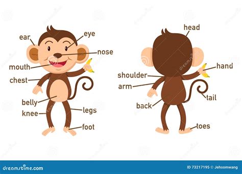 Illustration Of Dog Vocabulary Part Of Body Cartoon Vector ...