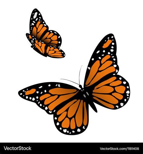 Monarch butterfly Royalty Free Vector Image - VectorStock