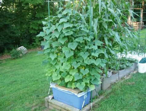 Growing Cucumbers Vertically | How to Grow Cucumbers in Small Gardens