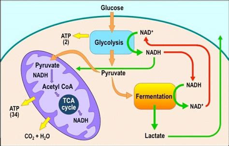 Cellular Respiration Aerobic And Anaerobic Diagram Diagramaica | Images ...