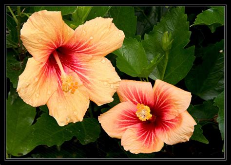 Hibiscus Cuban Variety. by Firey-Sunset on DeviantArt