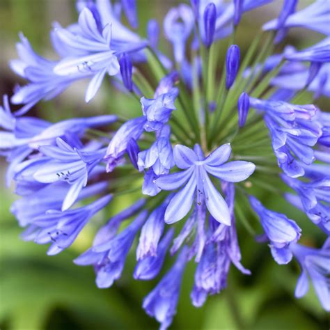 Charming Blue Agapanthus Bulbs for Sale Online | Johanna – Easy To Grow Bulbs
