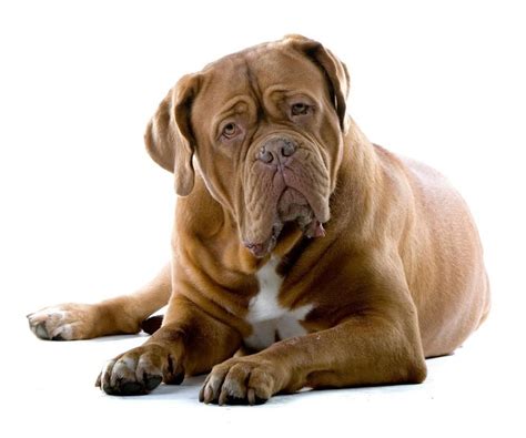 Brown adult Bull Mastiff looks into the lens :) | Cute animals | Pinterest | Dog, Animal and ...