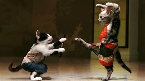 Funny cats getting scared and jumping