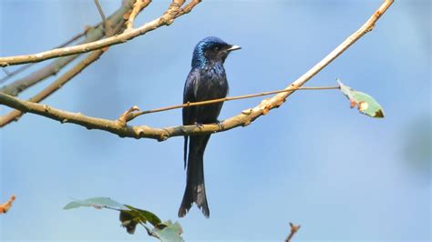 Birding ! Driving ! Soul-searching !: Drongo