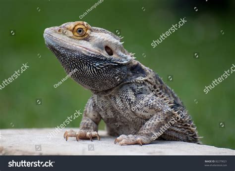 Bearded Dragon Climbing Onto Rock Stock Photo 82279021 : Shutterstock