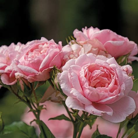 Reminiscent Roses - My Proven Winners ColorChoices