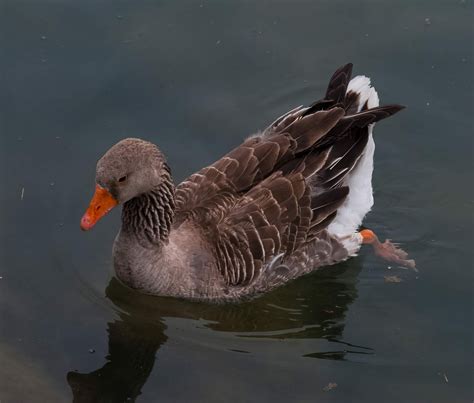 North American Greylag Geese