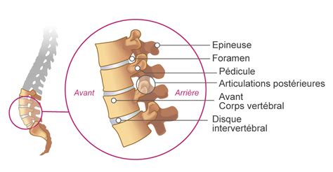 Rachis - Colonne vertébrale - Fiche Anatomie | la rhumatologie pour tous