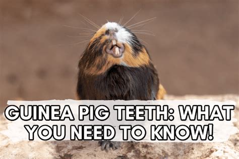 Guinea Pig Teeth: What You Need to Know!