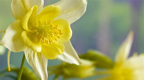 Daffodil Wallpaper Free Download