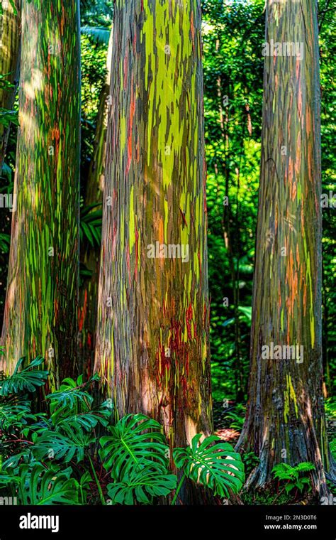 Rainbow Eucalyptus trees (Eucalyptus deglupta) in a Hawaiian rainforest; Maui, Hawaii, United ...