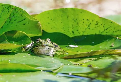 Where Do Frogs Live? (Surprising Truths) With Photos