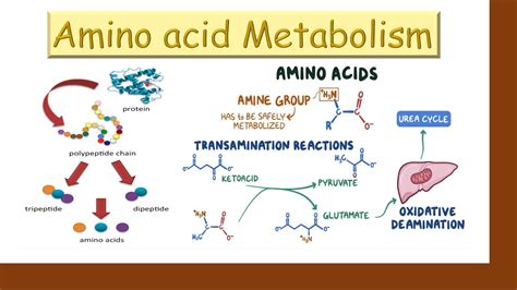 Amino acid metabolism - YouTube