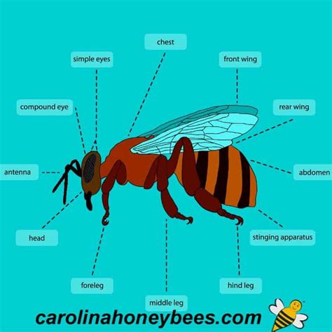 Drone Bee Anatomy - Picture Of Drone