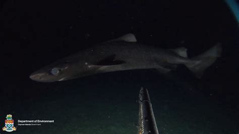 Rare glow-in-the-dark kitefin shark spotted in Cayman waters - Cayman Compass