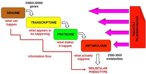 JPM | Free Full-Text | A Metabolomics Approach to Pharmacotherapy ...