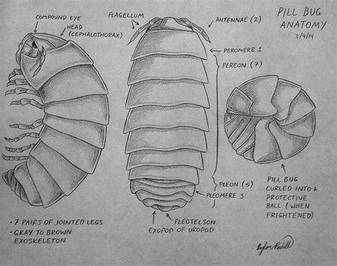 Pill Bug Anatomy by Sketchbot400 on DeviantArt