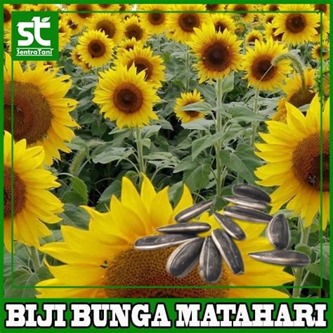 Jual BENIH BIJI BUNGA MATAHARI | SENTRATANI.COM