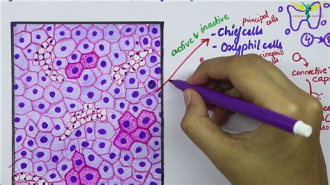 Histology of Parathyroid Gland - YouTube