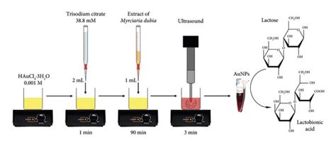 Graphic summary of the synthesis of gold nanoparticles from Myrciaria... | Download Scientific ...